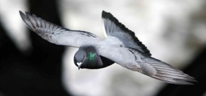 pigeon-flying2-1024x478