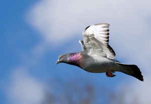 pigeon1708